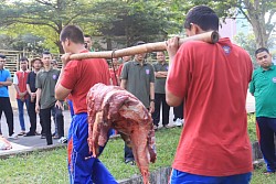 qurban