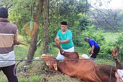 qurban